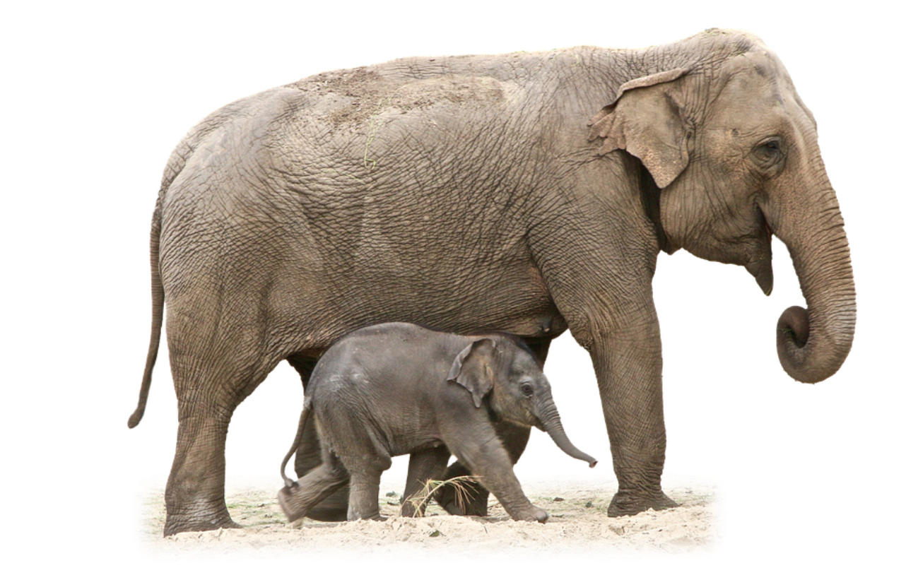 Jagen op olifanten zonder stiekem op konijnen te schieten…