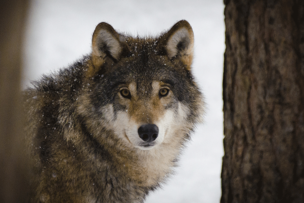 Leiderschap: loop jij graag voorop of liever achteraan?