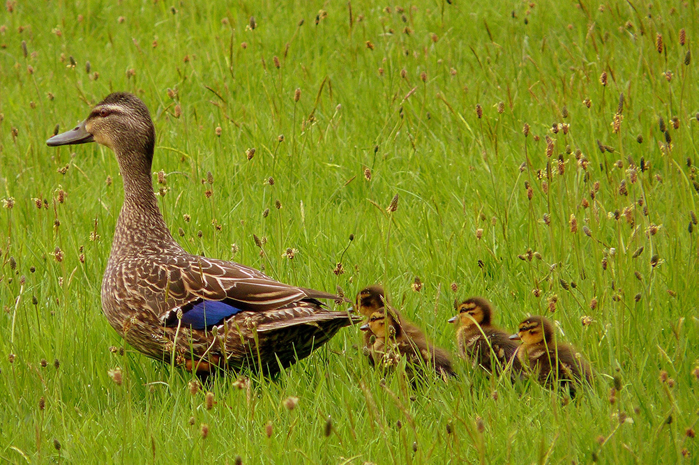Mama eend loopt voorop met de kindereendjes achter haar aan…